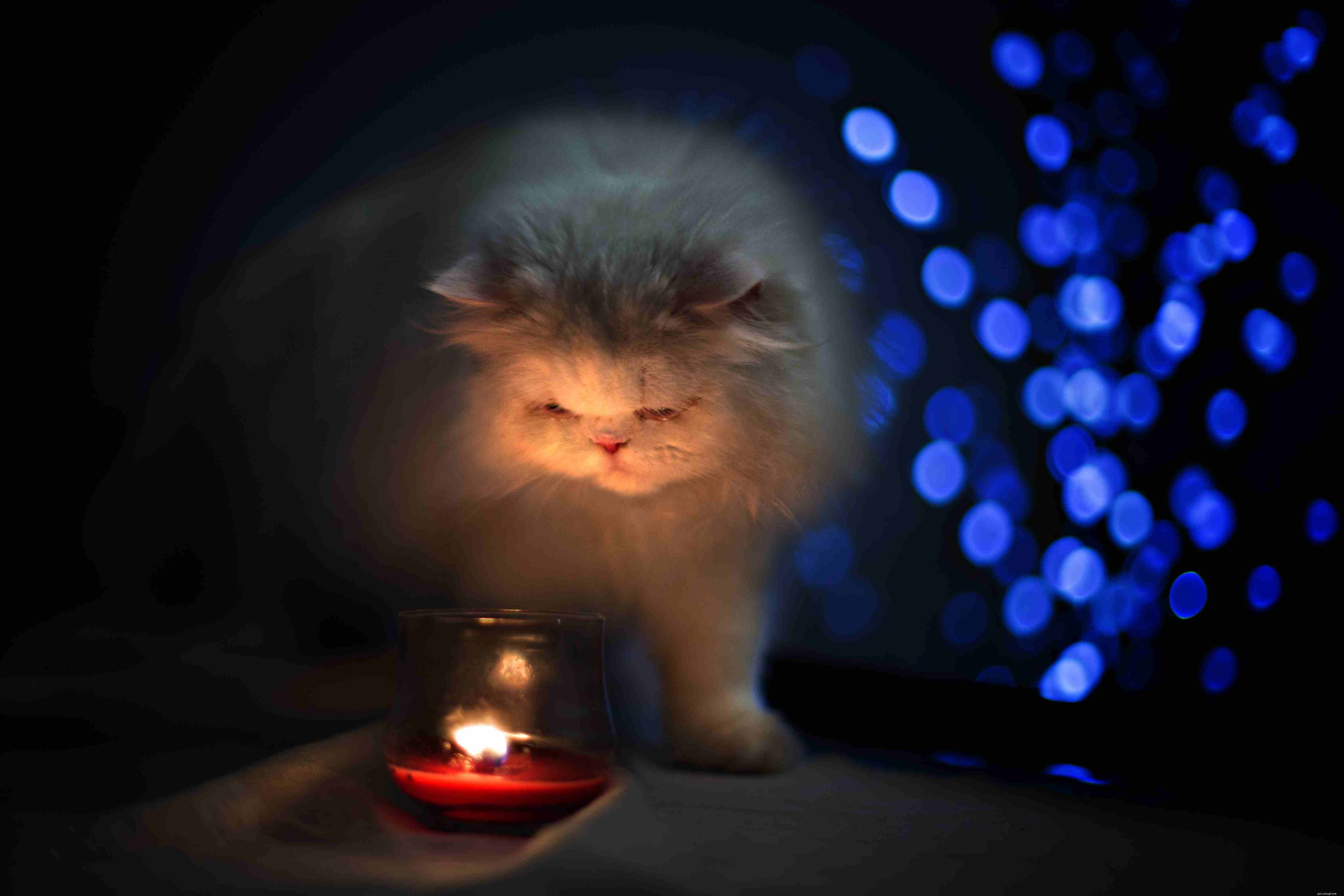 10 Essential Holiday Safety Tips for Your Cat