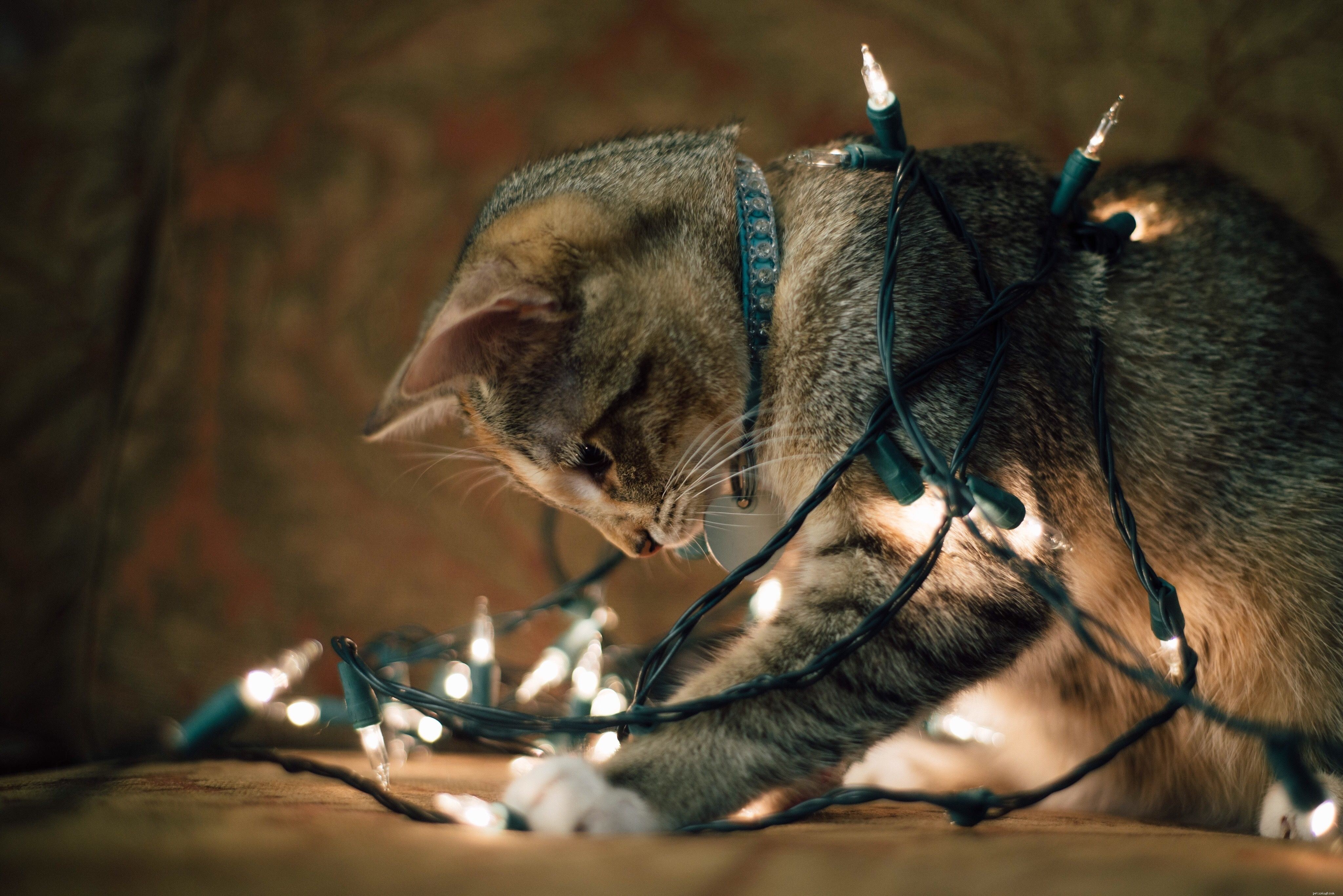 10 Essential Holiday Safety Tips for Your Cat