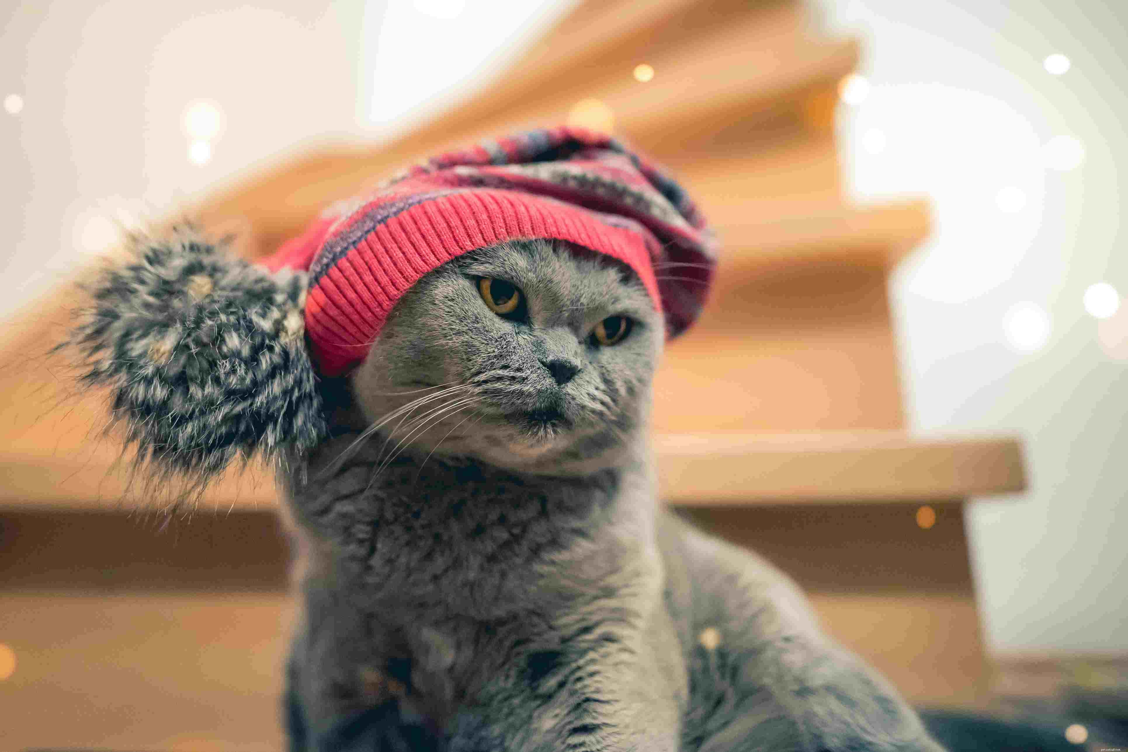 10 Essential Holiday Safety Tips for Your Cat