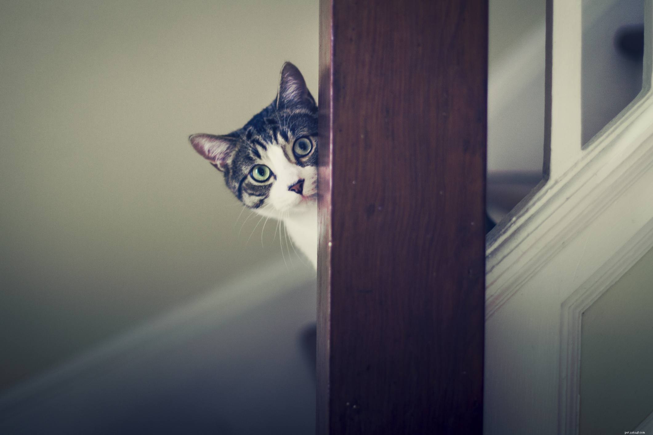 10 Essential Holiday Safety Tips for Your Cat