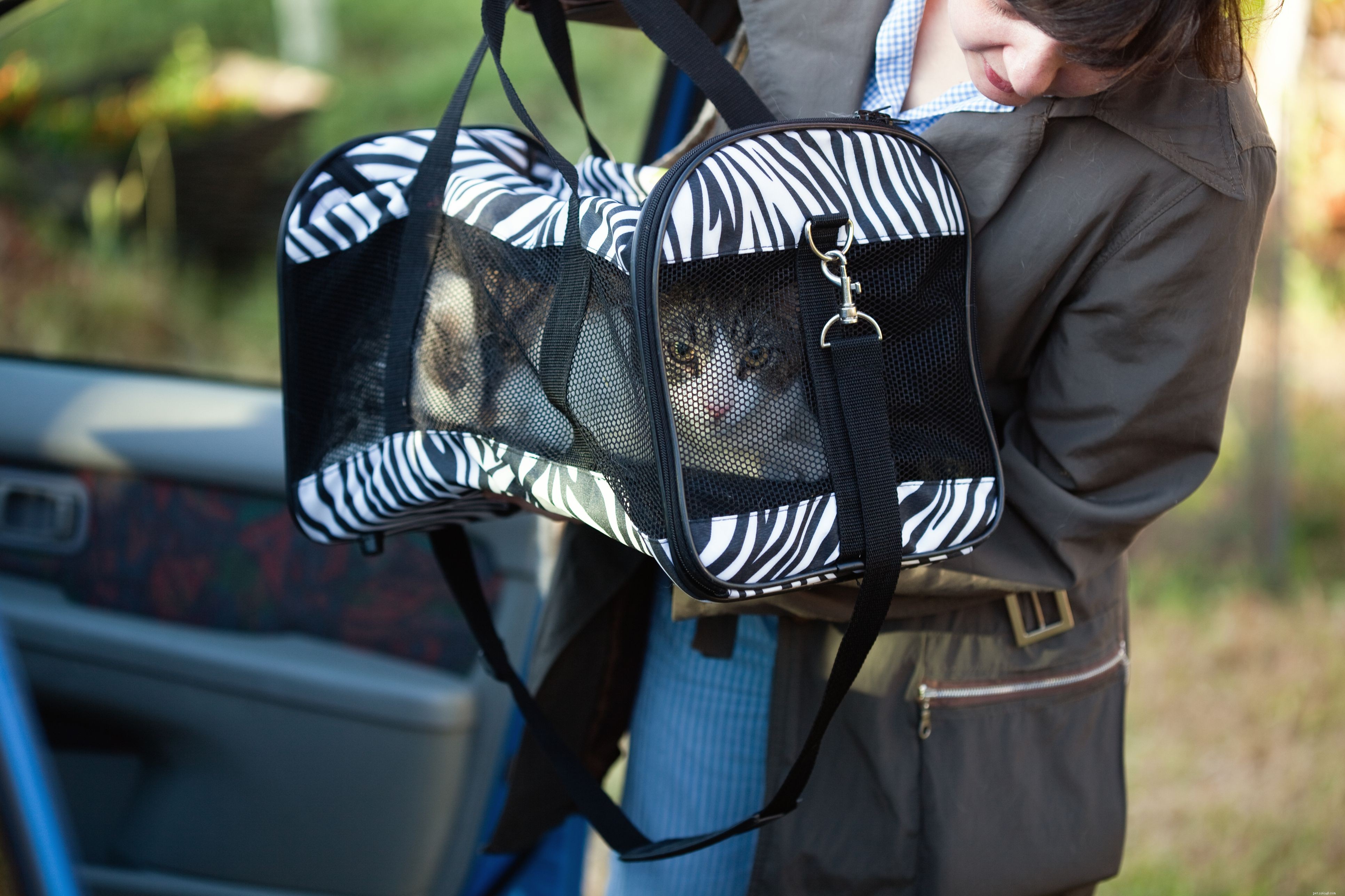10 Essential Holiday Safety Tips for Your Cat
