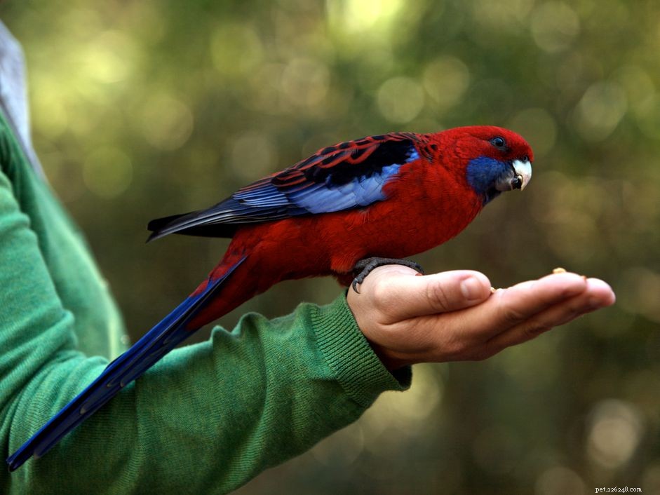 Top 8 Talking Parrots for Your Home: Find Your Perfect Feathered Companion