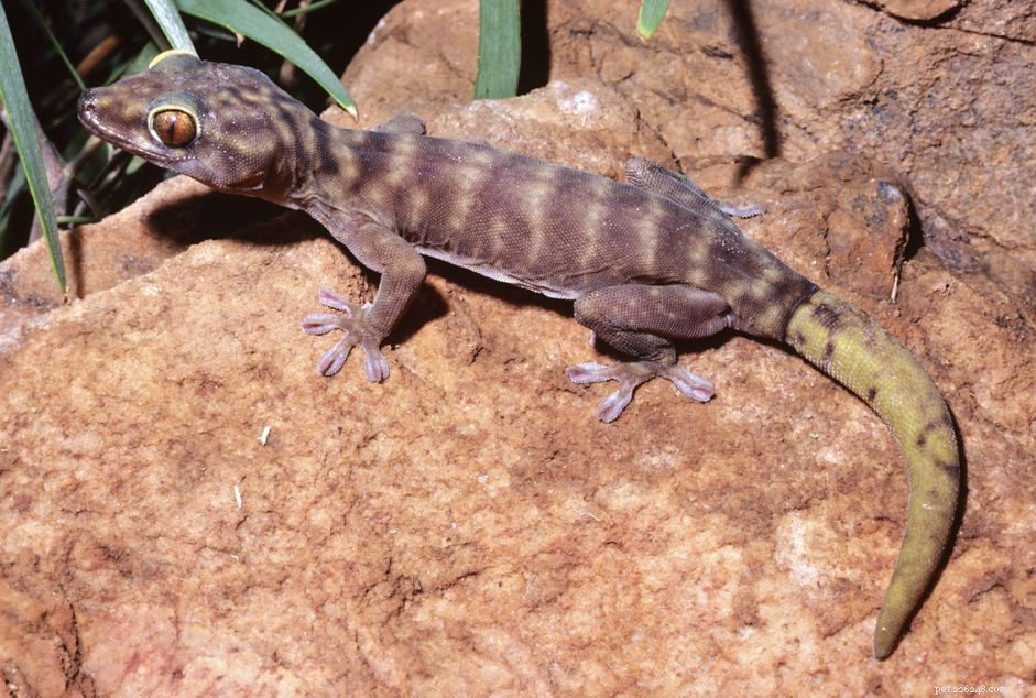 Understanding Tail Loss in Geckos: Causes, Care, and Recovery