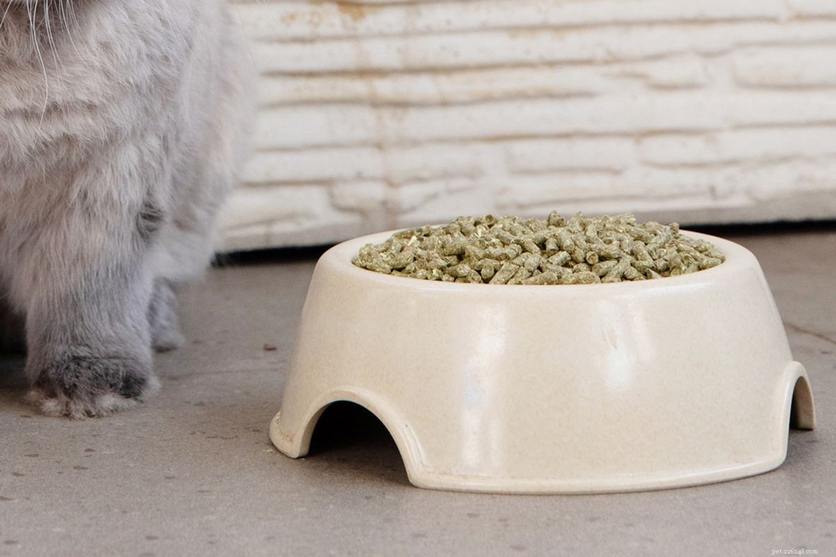 The Real Cost of Owning a Pet Rabbit: A Comprehensive Guide
