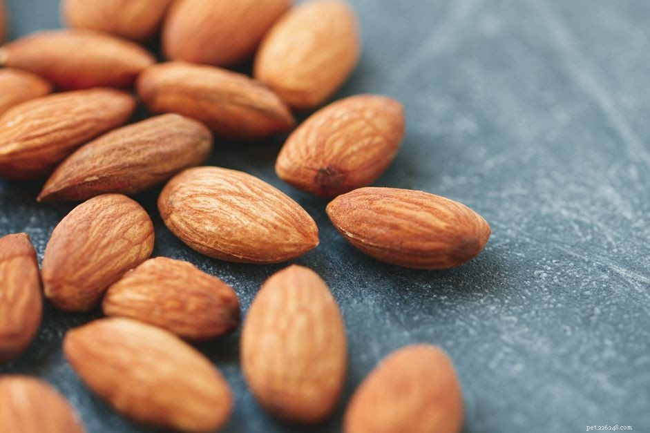 Are Almonds Safe for Dogs? Risks, Benefits, and Feeding Guidelines