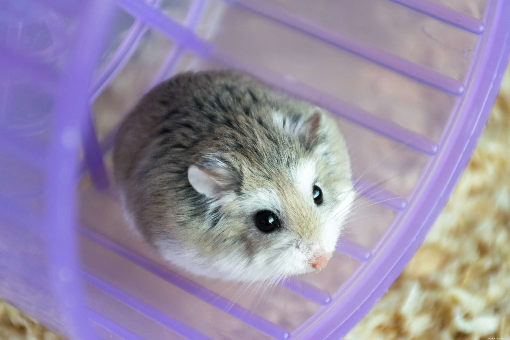 Top 5 Hamster Species for Pet Owners