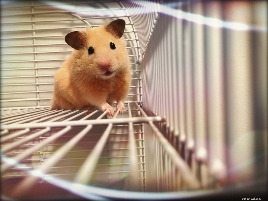 Top 5 Hamster Species for Pet Owners