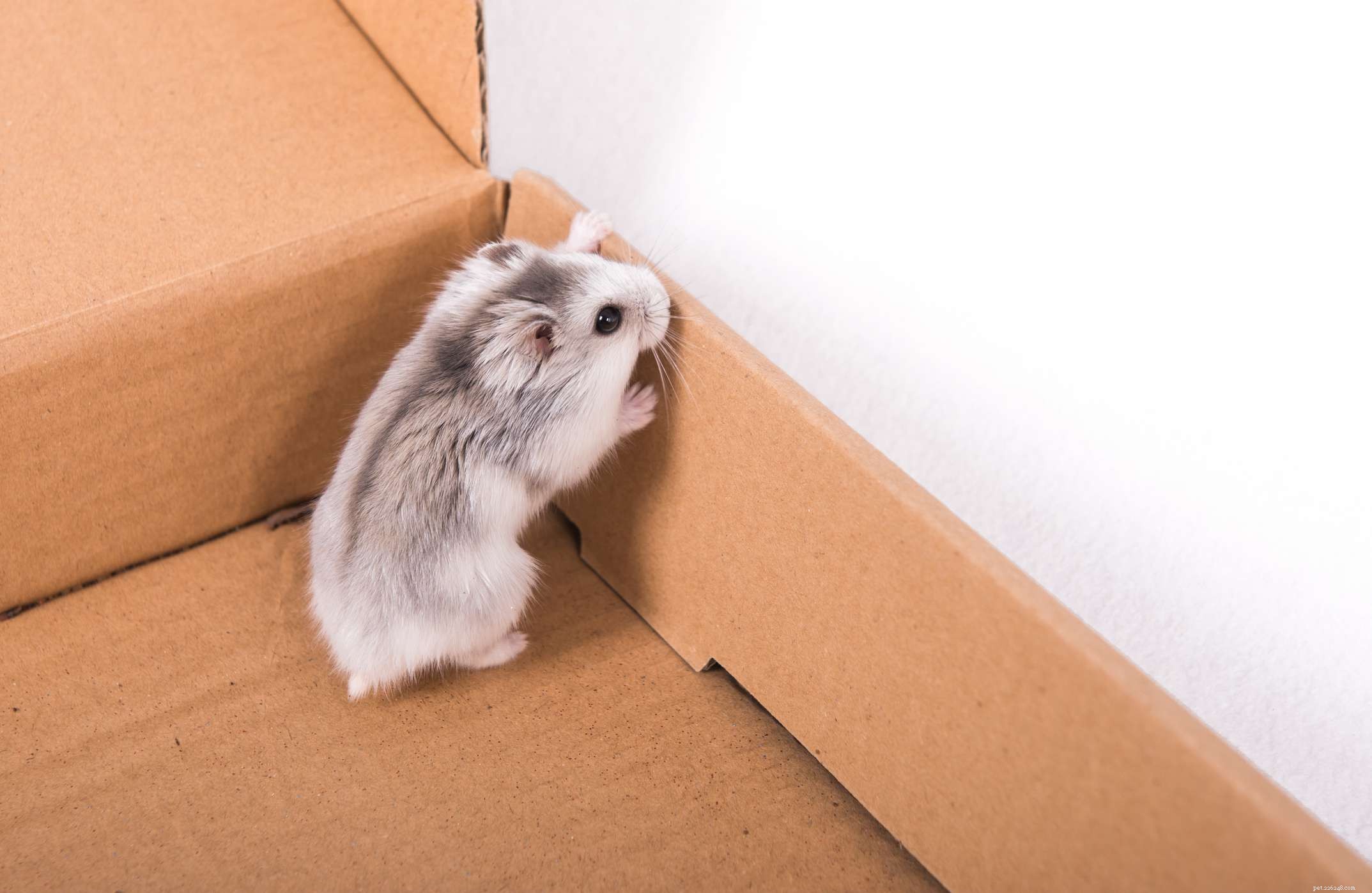 Top 5 Hamster Species for Pet Owners