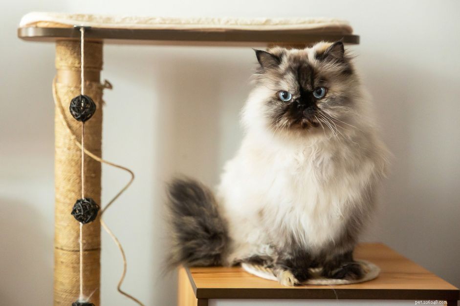 Himalayan Cat: Complete Breed Profile & Care Guide