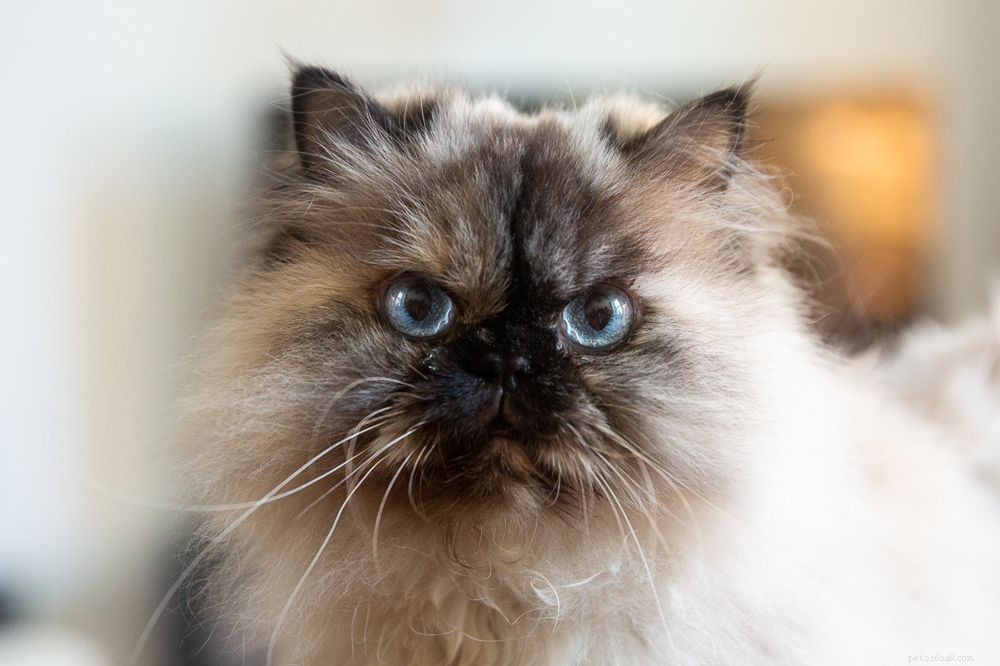 Himalayan Cat: Complete Breed Profile & Care Guide