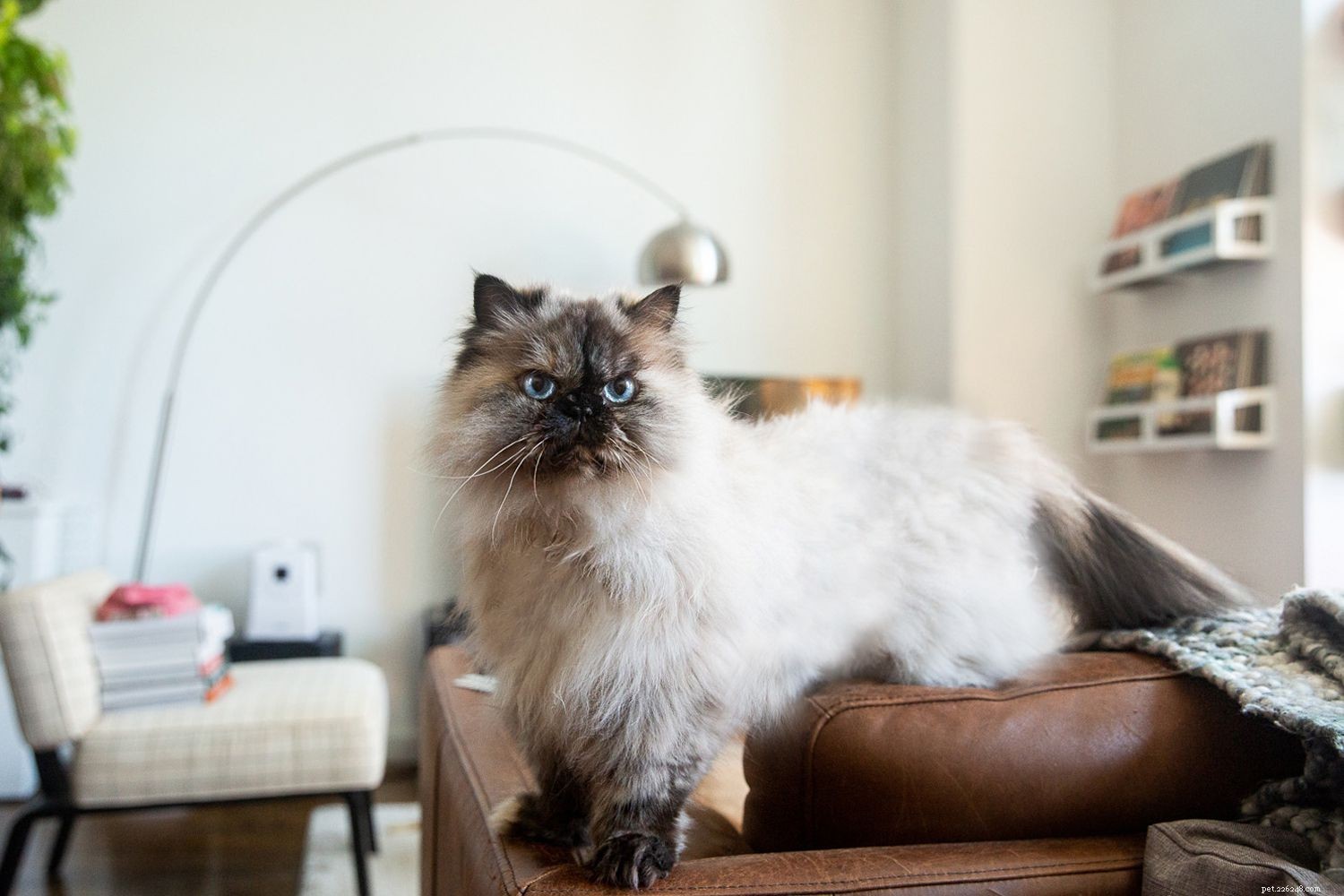 Himalayan Cat: Complete Breed Profile & Care Guide