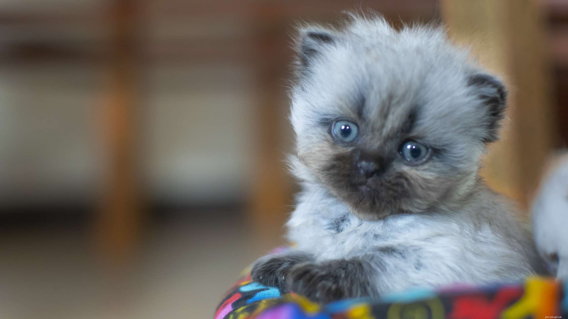 Himalayan Cat: Complete Breed Profile & Care Guide