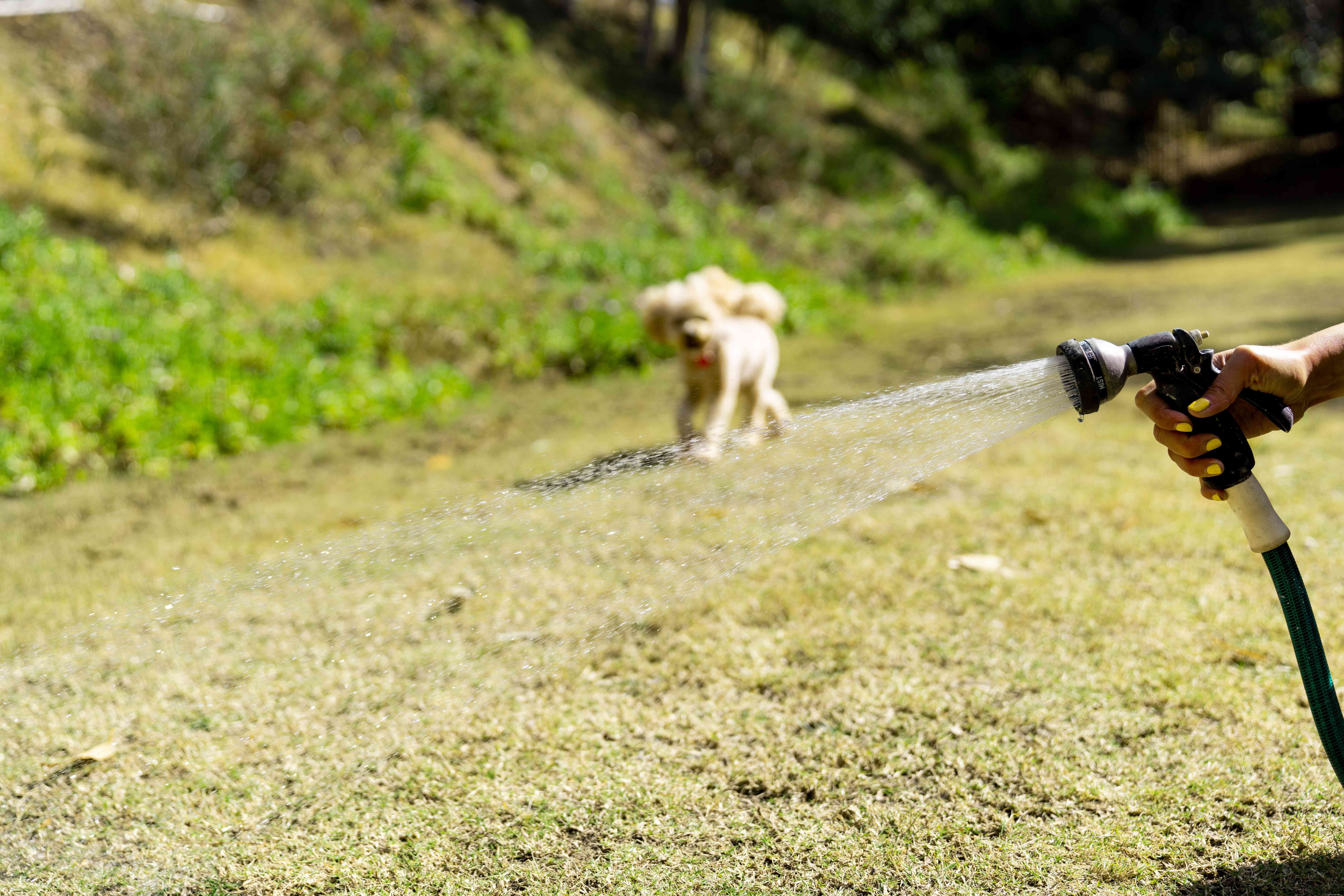 Stop Dog Urine From Killing Your Grass: Proven Prevention Tips