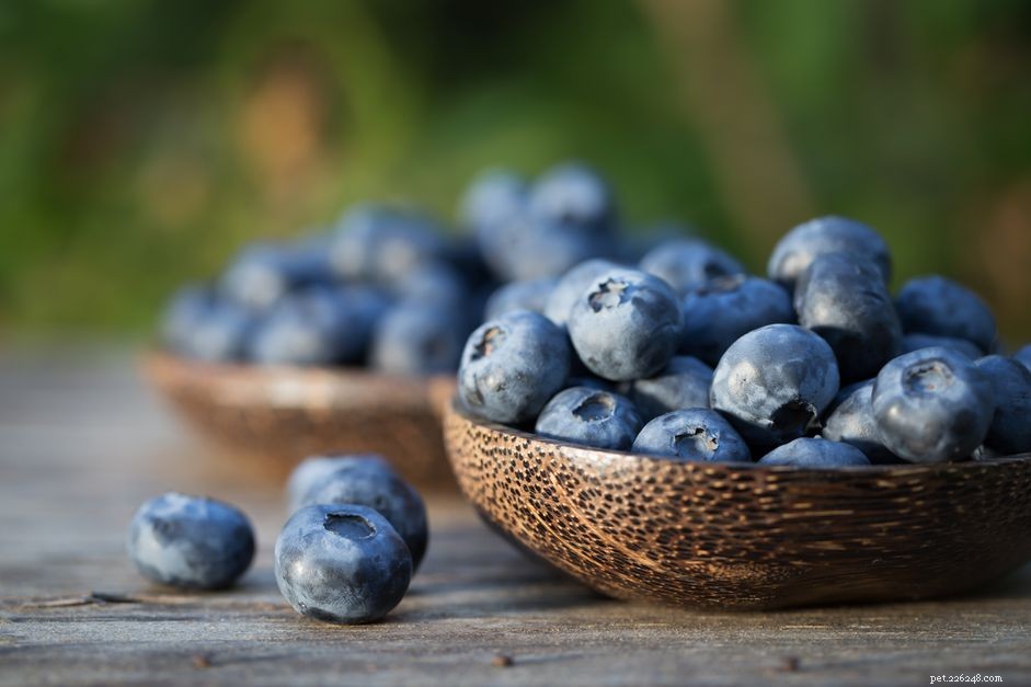 Can Cats Safely Enjoy Blueberries? Expert Guide