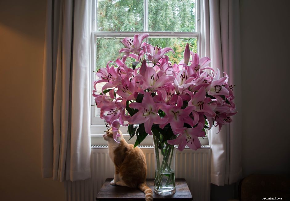 Lily Poisoning in Cats: Signs, Prevention, and Immediate Action