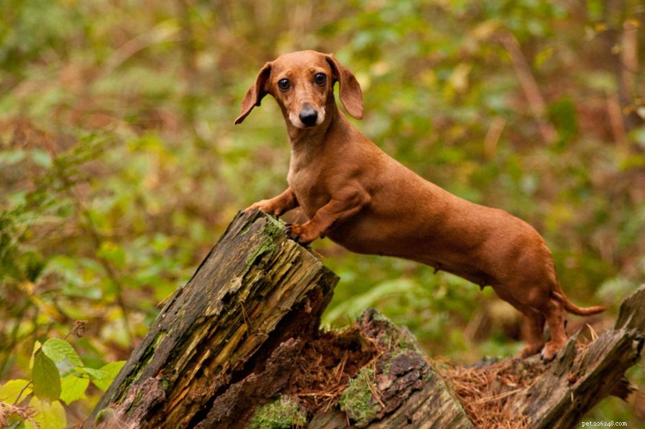 Top 15 Brown Dog Breeds: Size, Temperament & Coat Types Explained