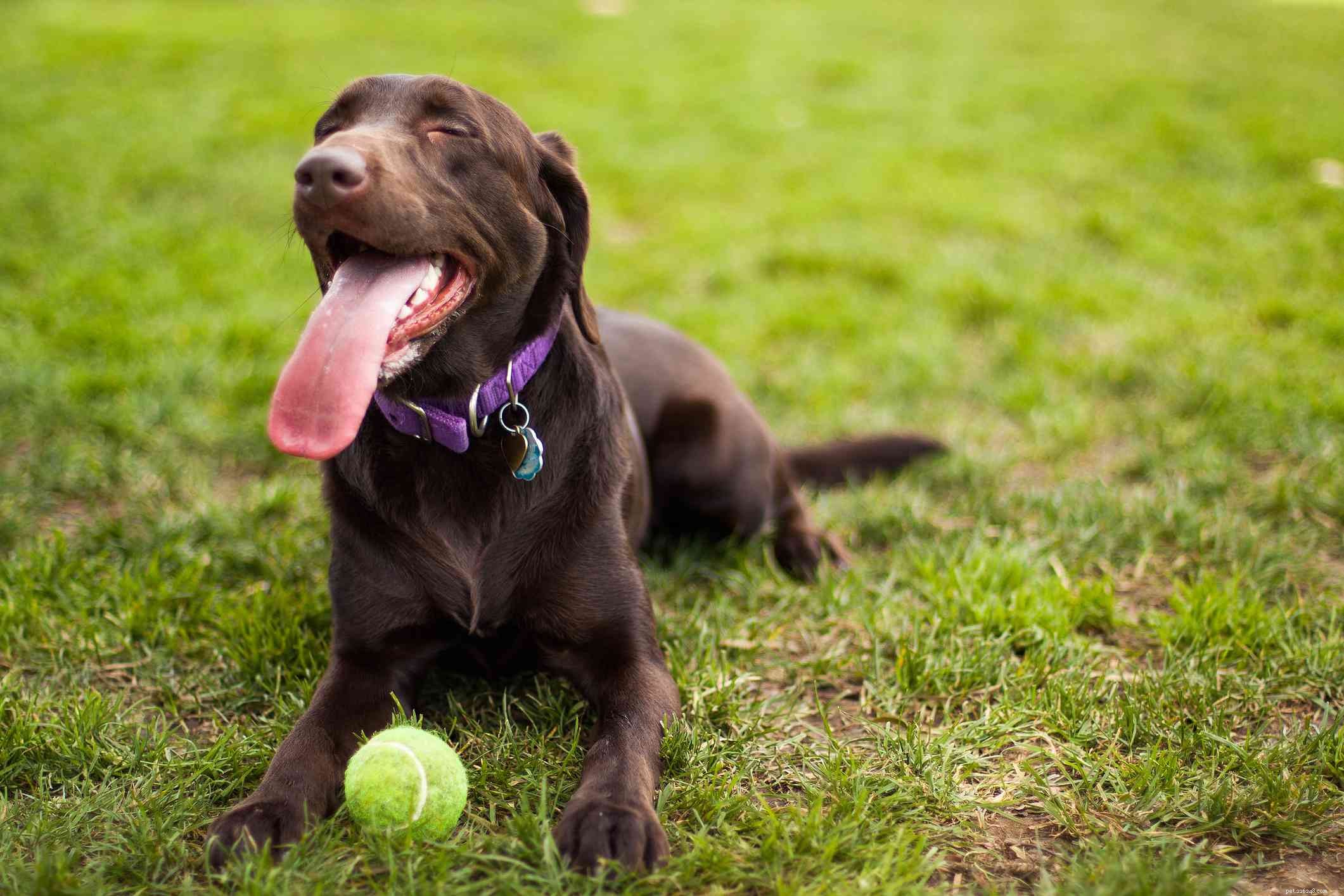 Top 15 Brown Dog Breeds: Size, Temperament & Coat Types Explained