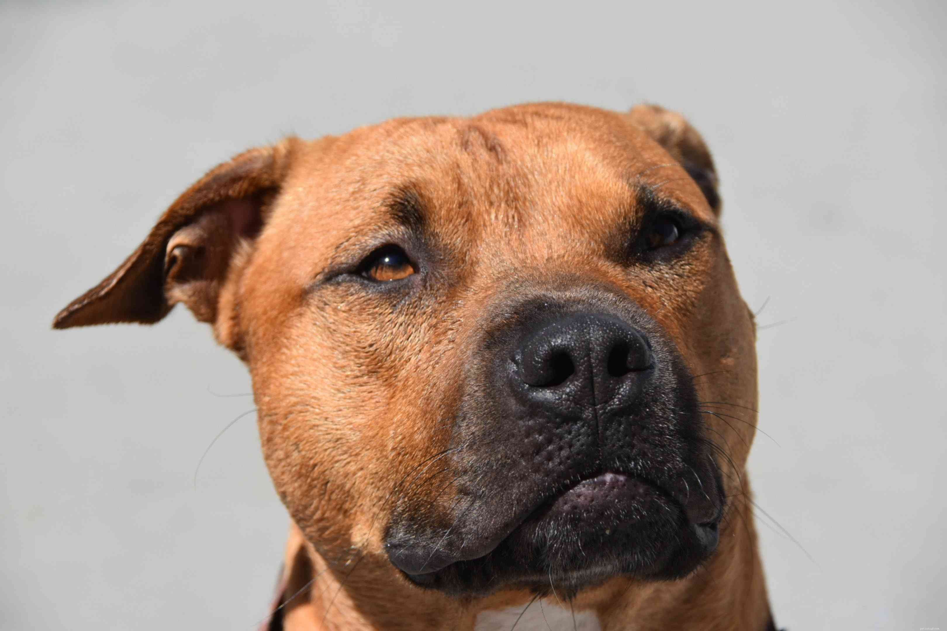 Top 15 Brown Dog Breeds: Size, Temperament & Coat Types Explained