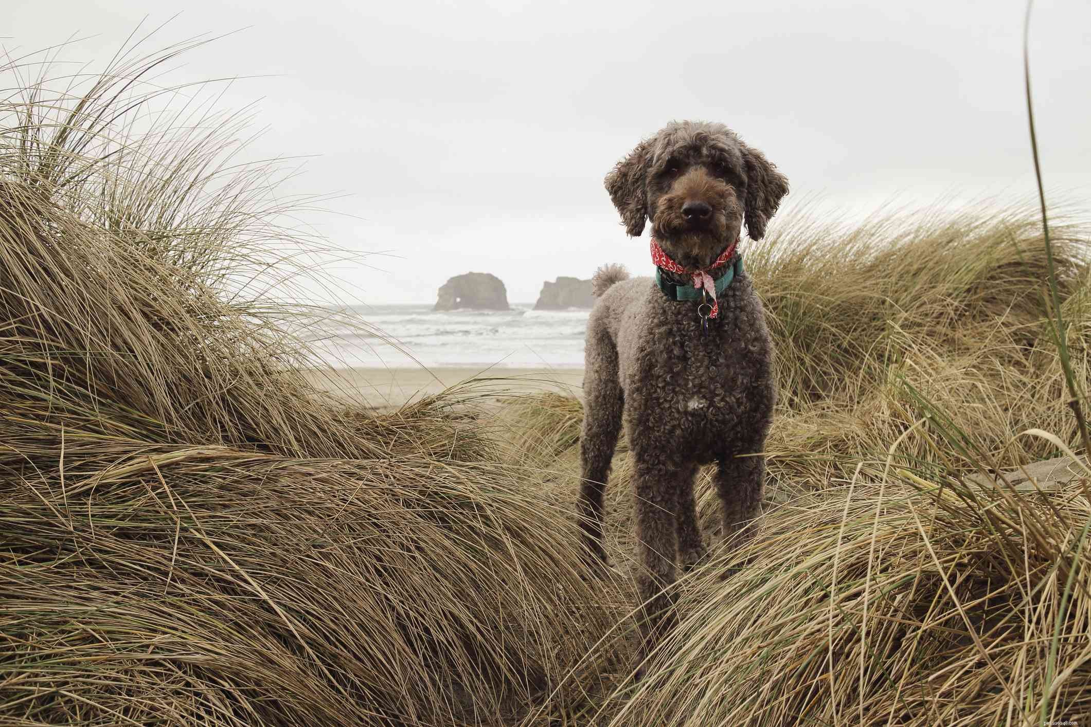 Top 15 Brown Dog Breeds: Size, Temperament & Coat Types Explained