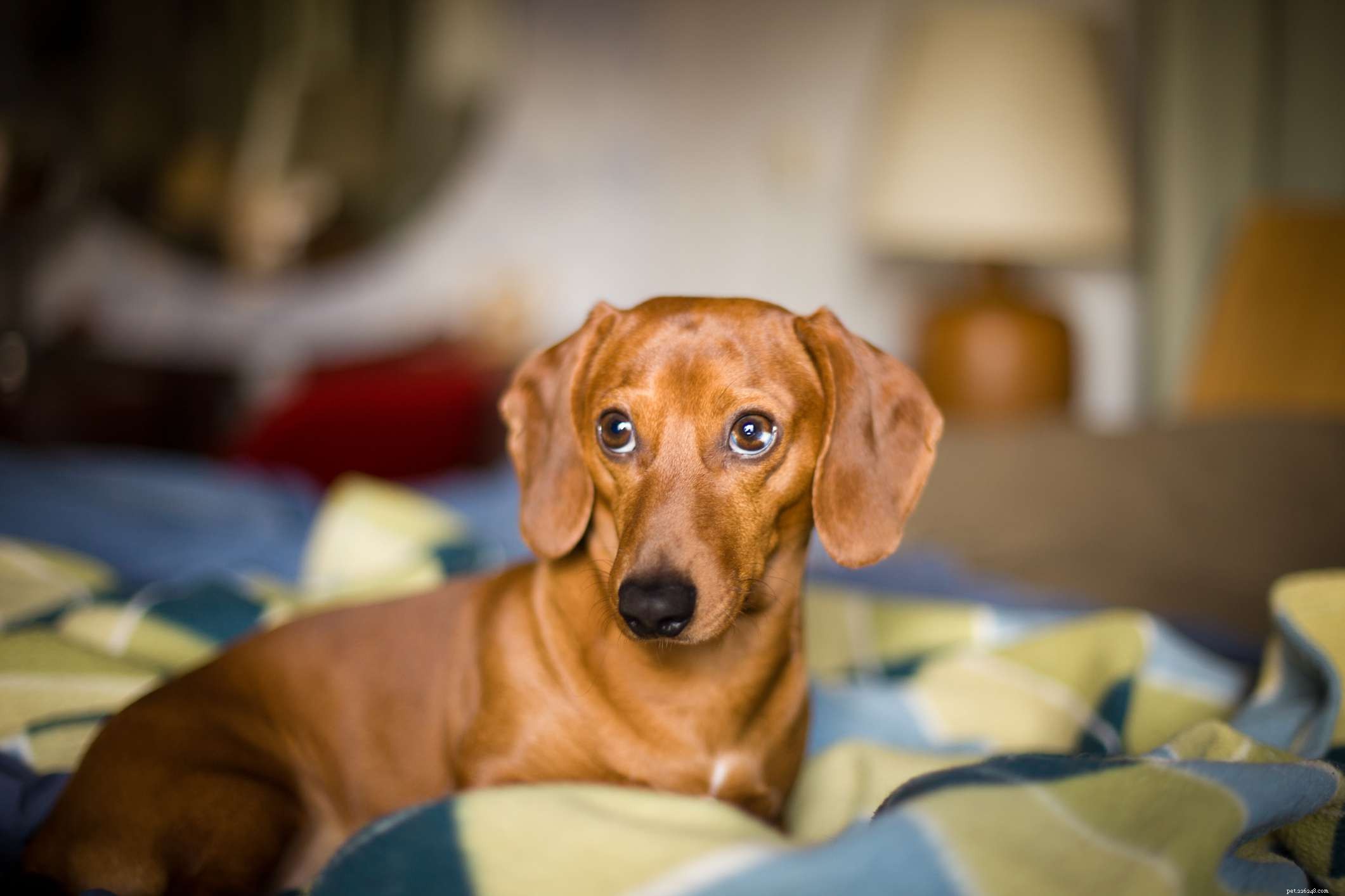 Top 15 Brown Dog Breeds: Size, Temperament & Coat Types Explained