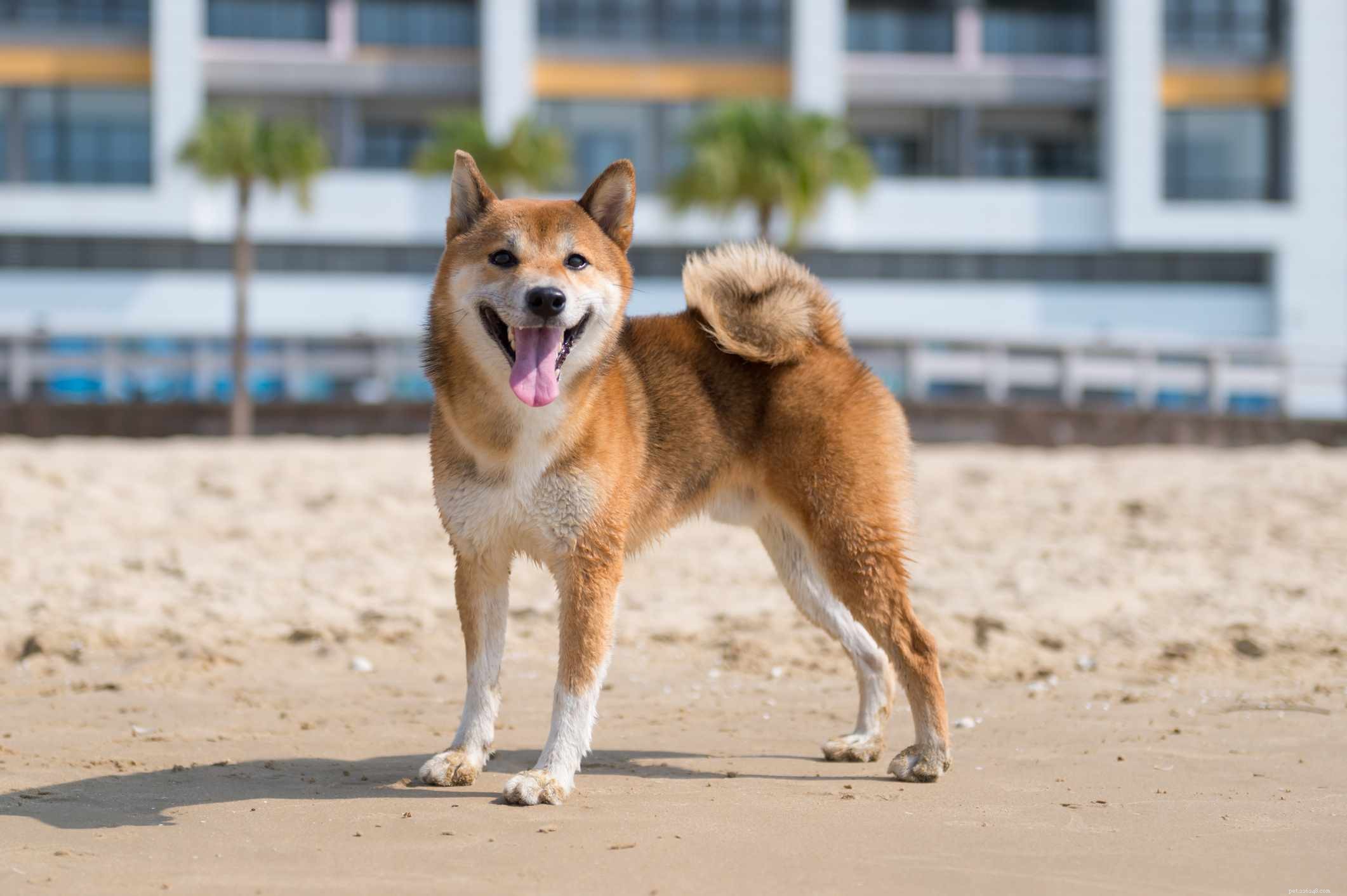 Top 15 Brown Dog Breeds: Size, Temperament & Coat Types Explained