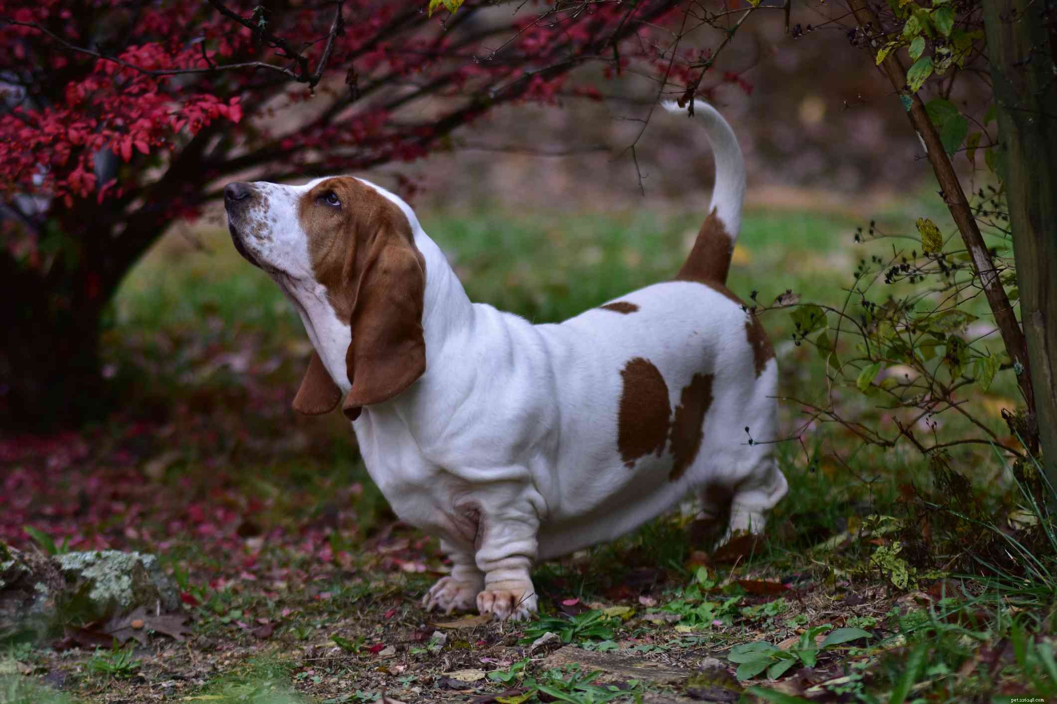 Top 15 Brown Dog Breeds: Size, Temperament & Coat Types Explained