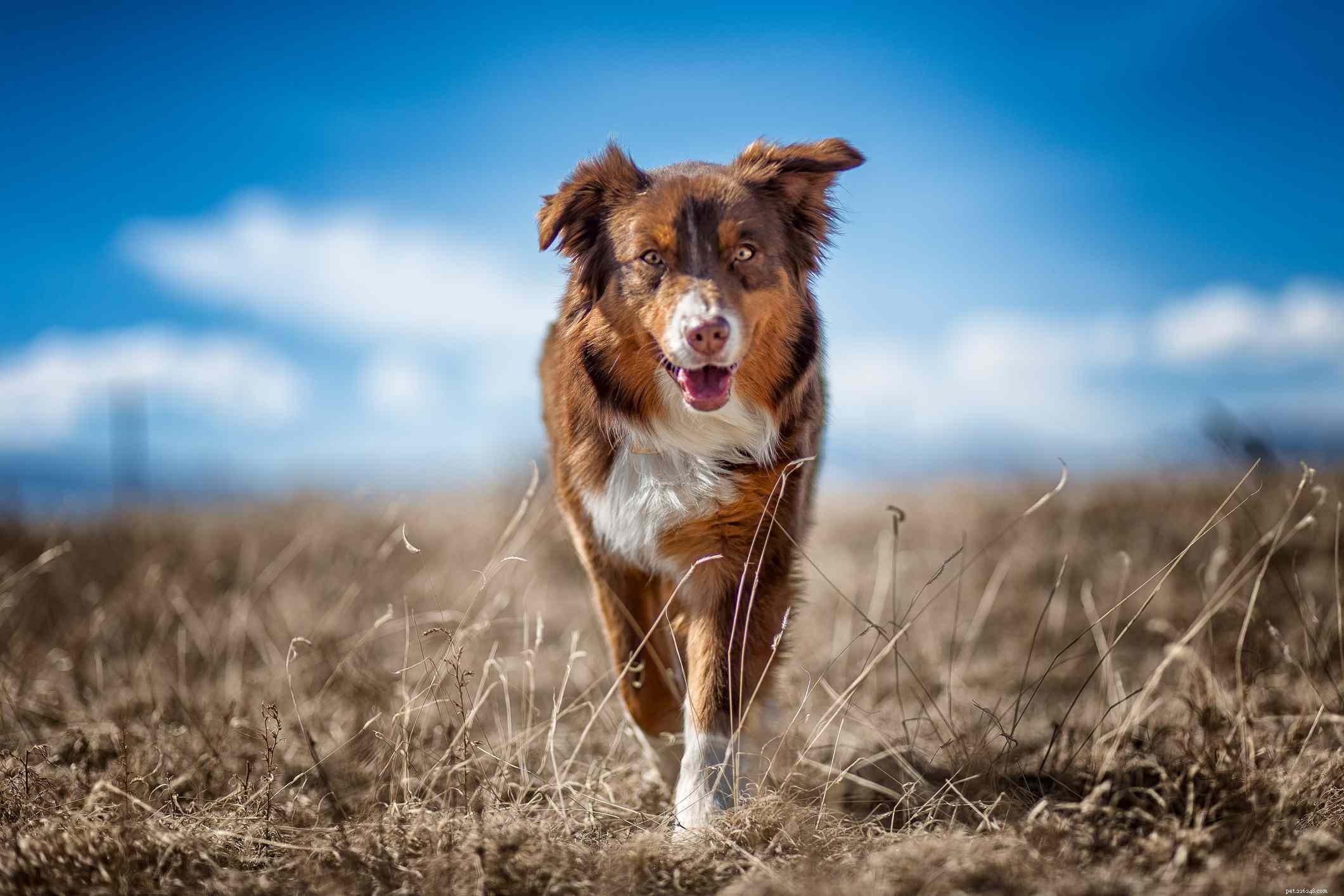 Top 15 Brown Dog Breeds: Size, Temperament & Coat Types Explained