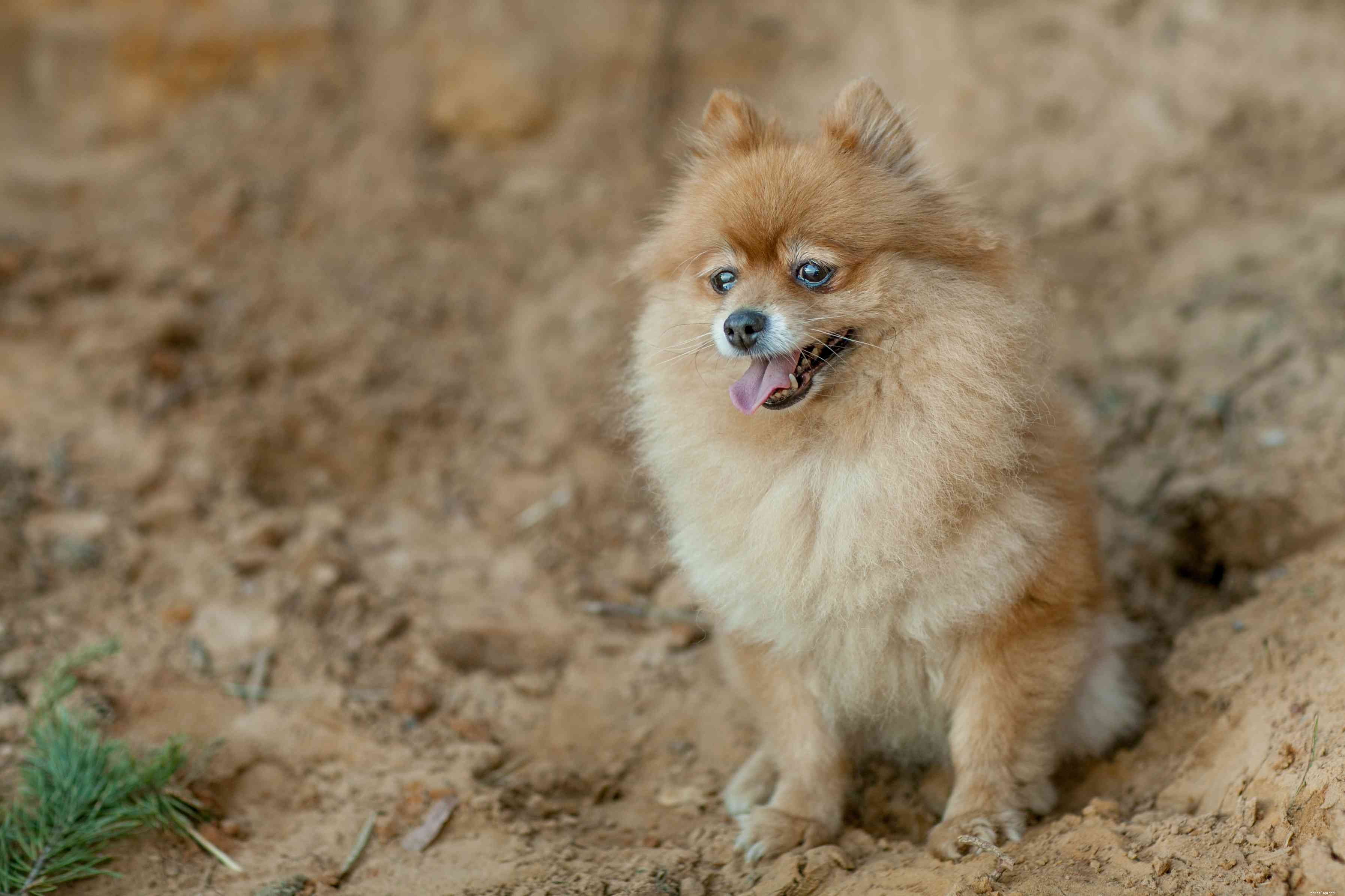 Top 15 Brown Dog Breeds: Size, Temperament & Coat Types Explained