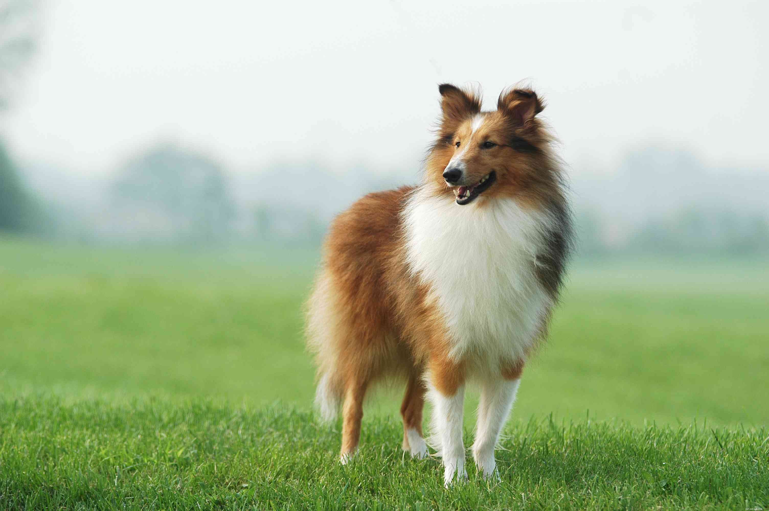 Top 15 Brown Dog Breeds: Size, Temperament & Coat Types Explained