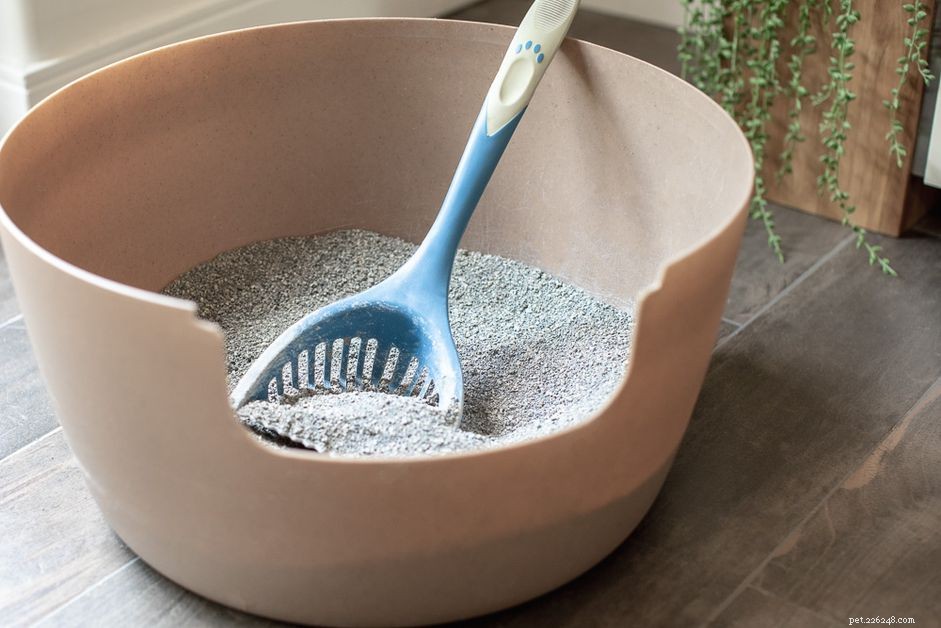 How to Properly Dispose of Cat Litter: A Clean, Safe Guide