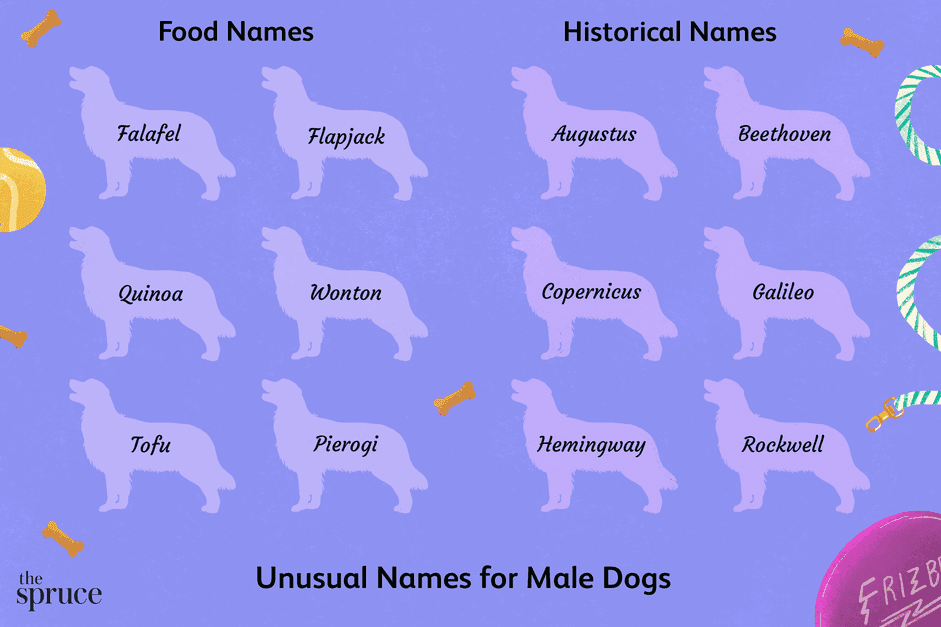76 Hilarious & Memorable Cat Names to Brighten Your Feline’s Life