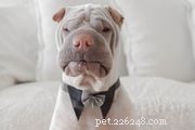 60 Unique Male Dog Names That Stand Out