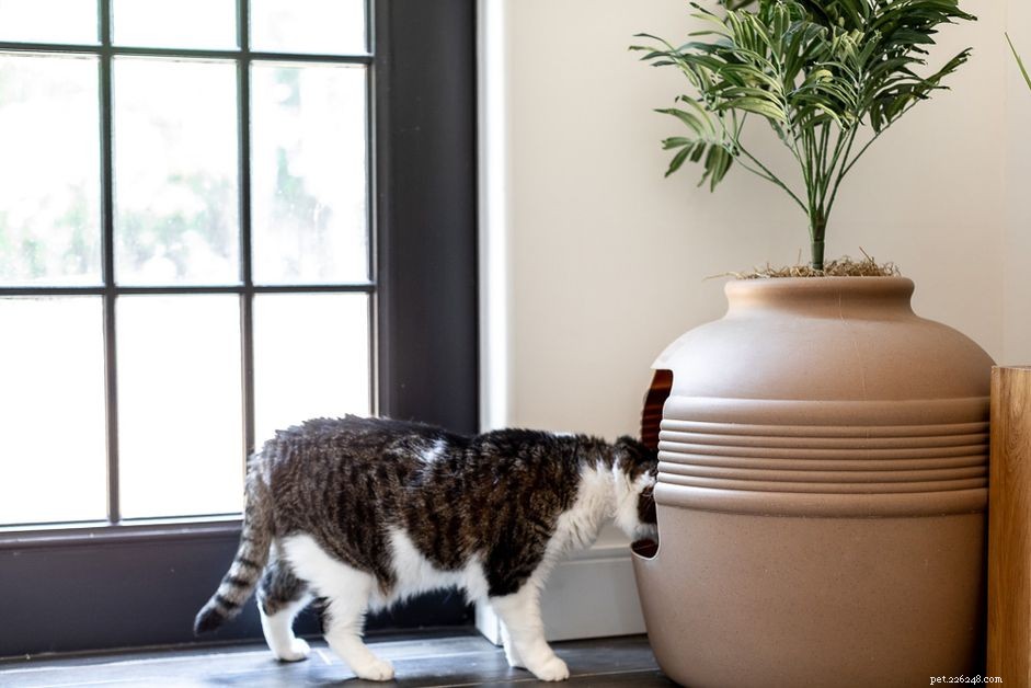 How to Choose the Ideal Spot for Your Cat’s Litter Box: A Practical Guide
