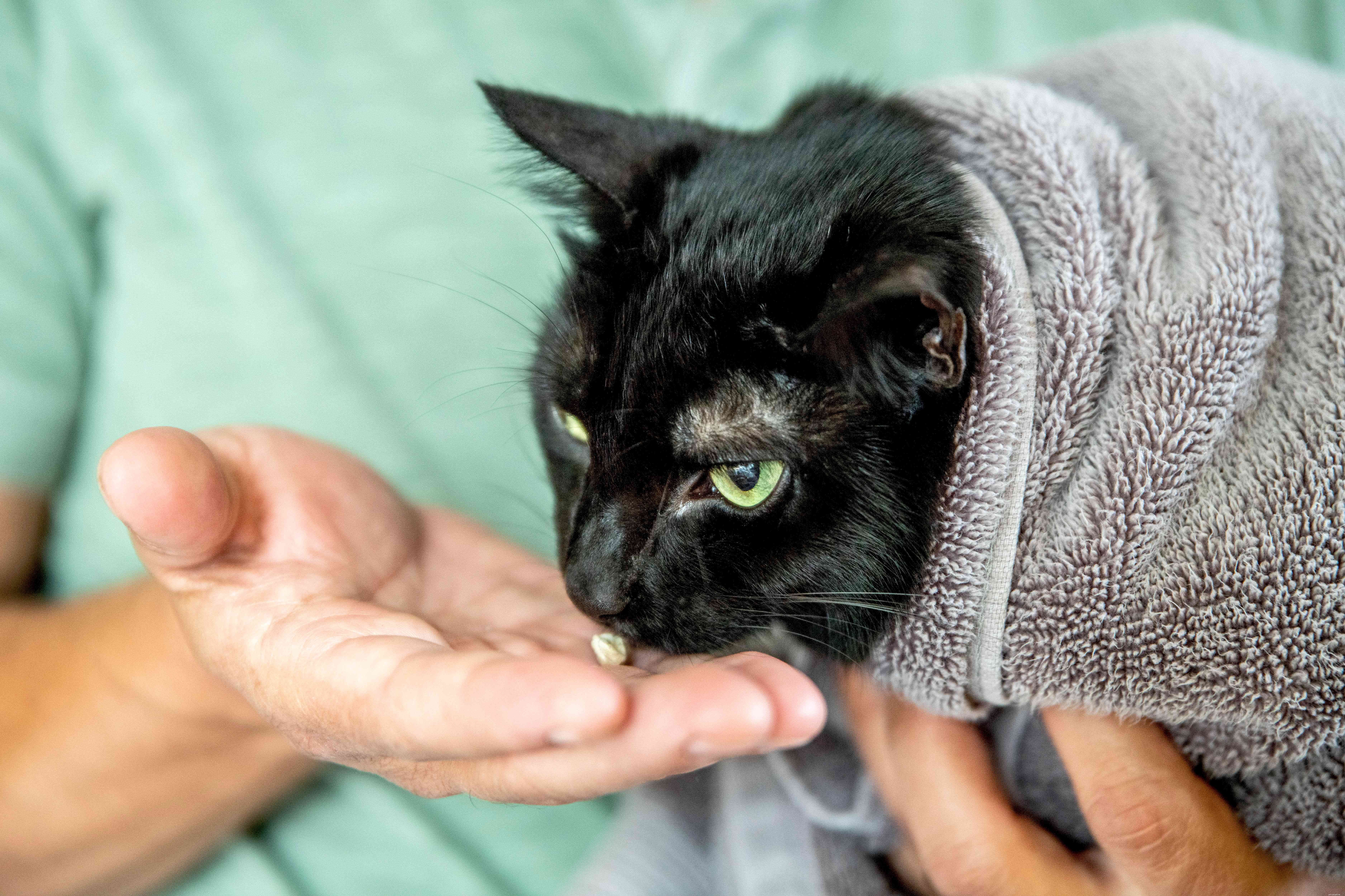 The Ultimate Guide to Brushing Your Cat s Teeth: Tips & Techniques for a Healthy Smile