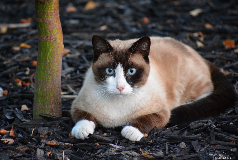 Snowshoe Cat Breed Profile: Origins, Traits, and Care Guide