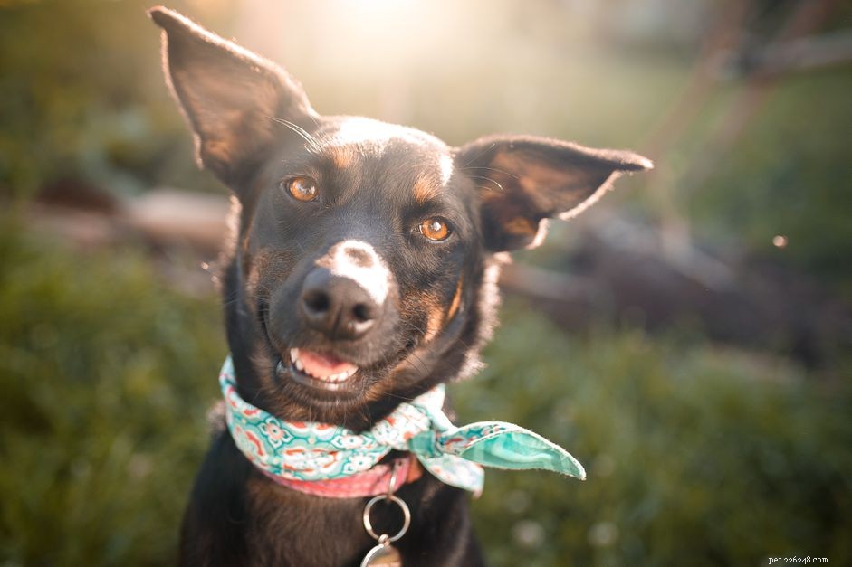 Understanding Why Dogs Grind Their Teeth: Causes, Symptoms, and Care