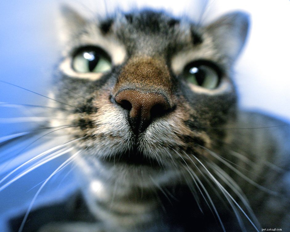 Understanding Warm, Dry Noses in Cats: What It Really Means for Their Health
