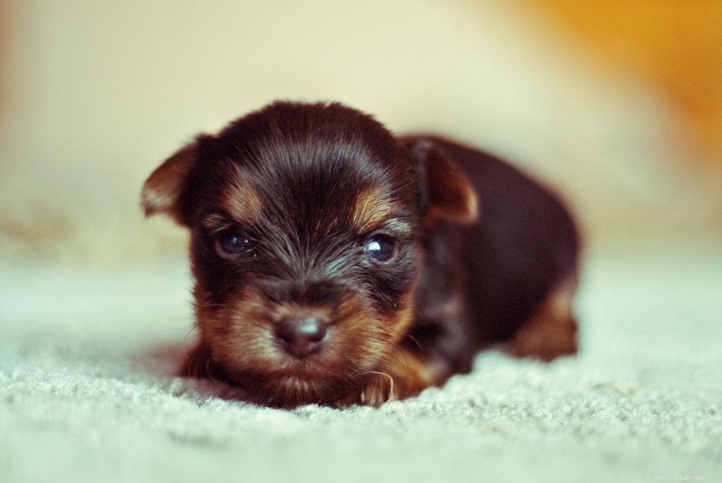 Top 7 Puppy Diseases to Watch: Early Signs & Prevention