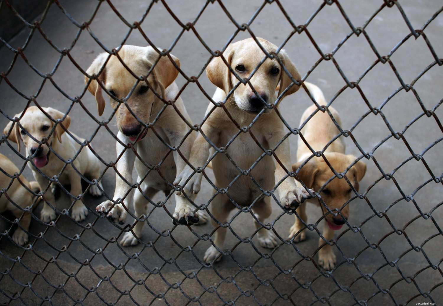 Top 7 Puppy Diseases to Watch: Early Signs & Prevention
