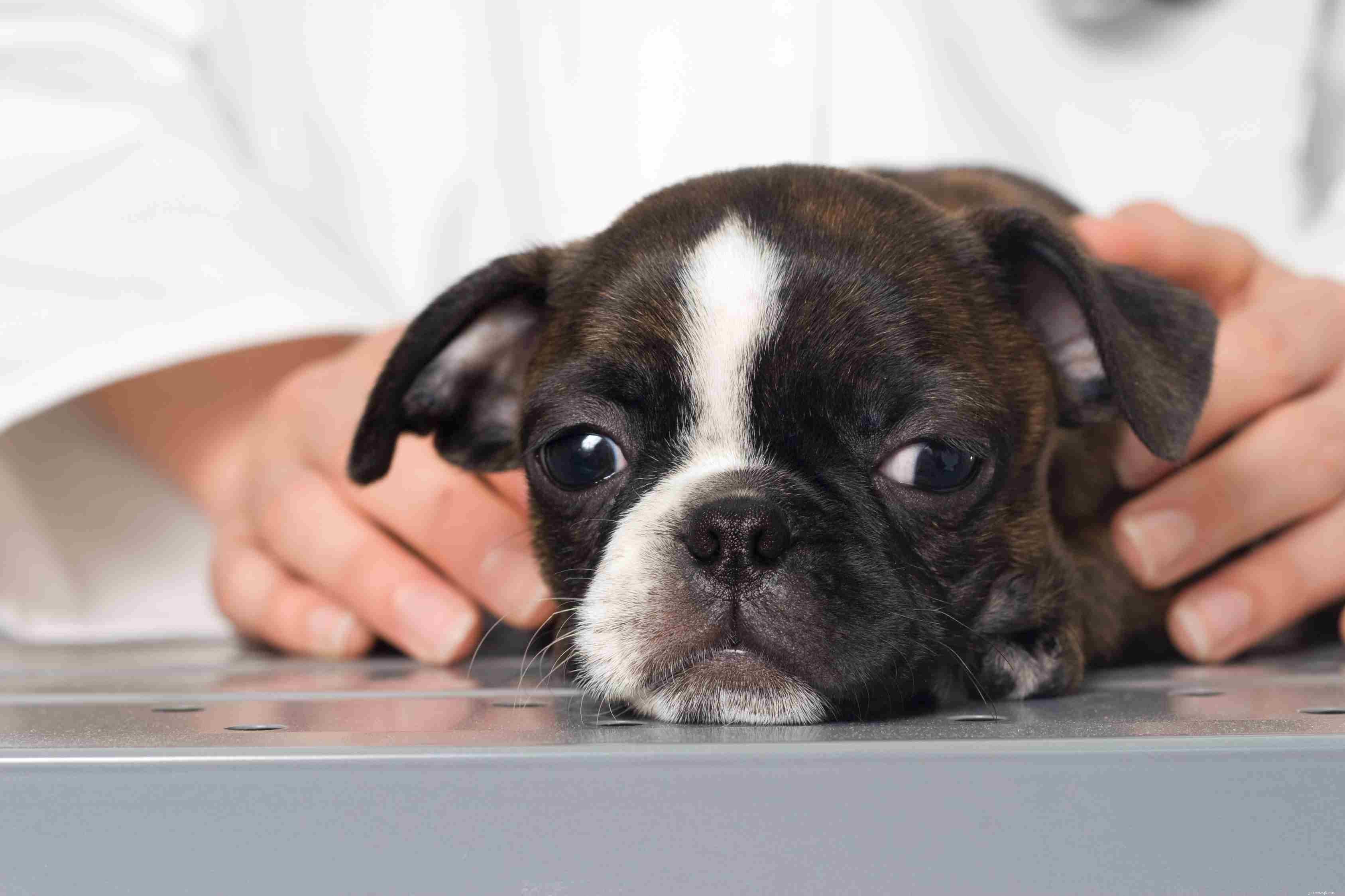 Top 7 Puppy Diseases to Watch: Early Signs & Prevention