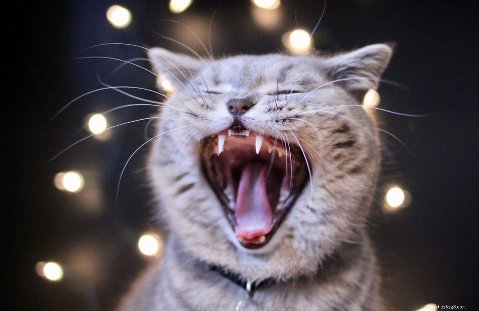 Cat Gingivitis: Causes, Symptoms, and Effective Treatment