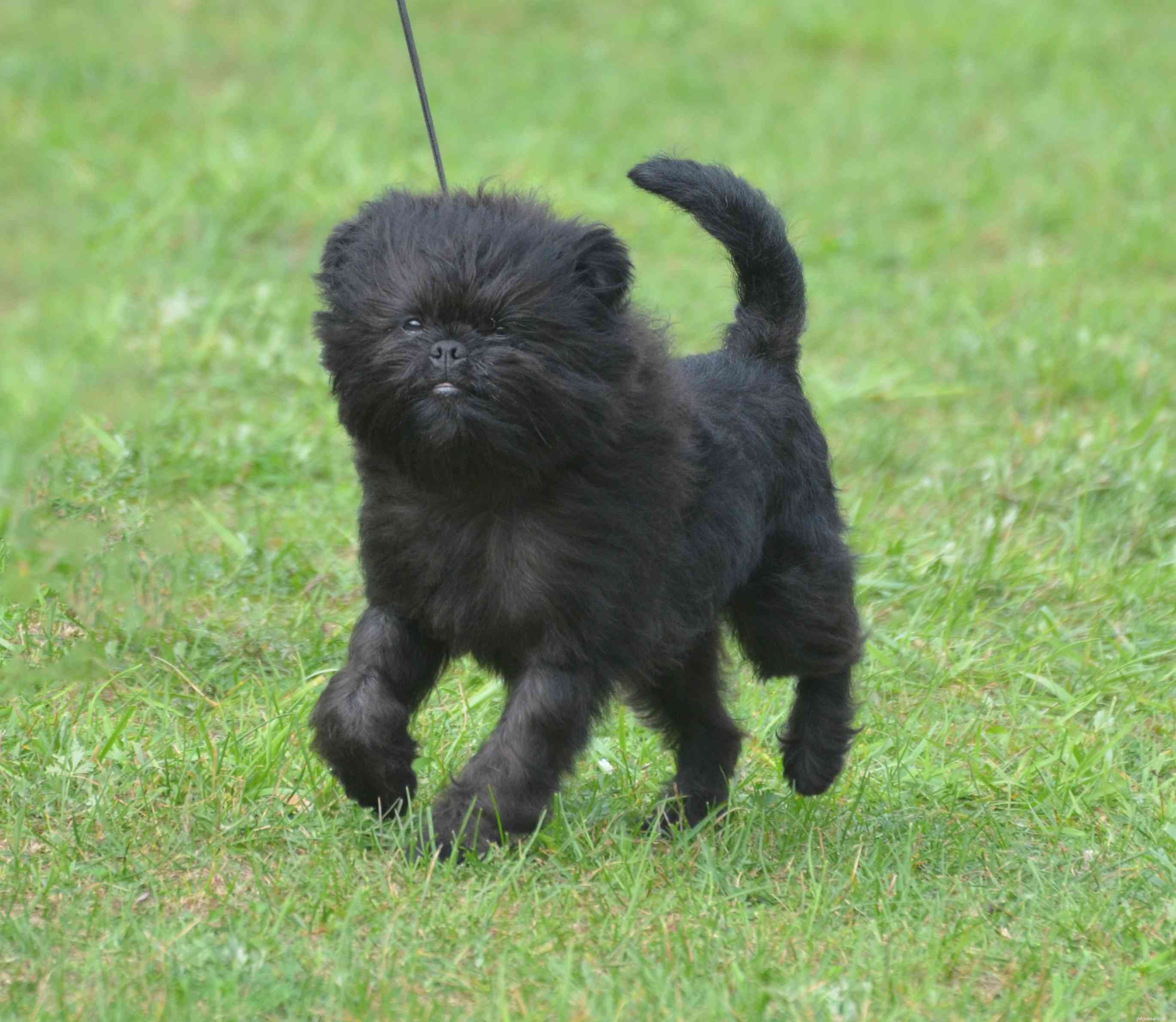 Top 10 Black‑Coated Dog Breeds: Style, Personality, and Care