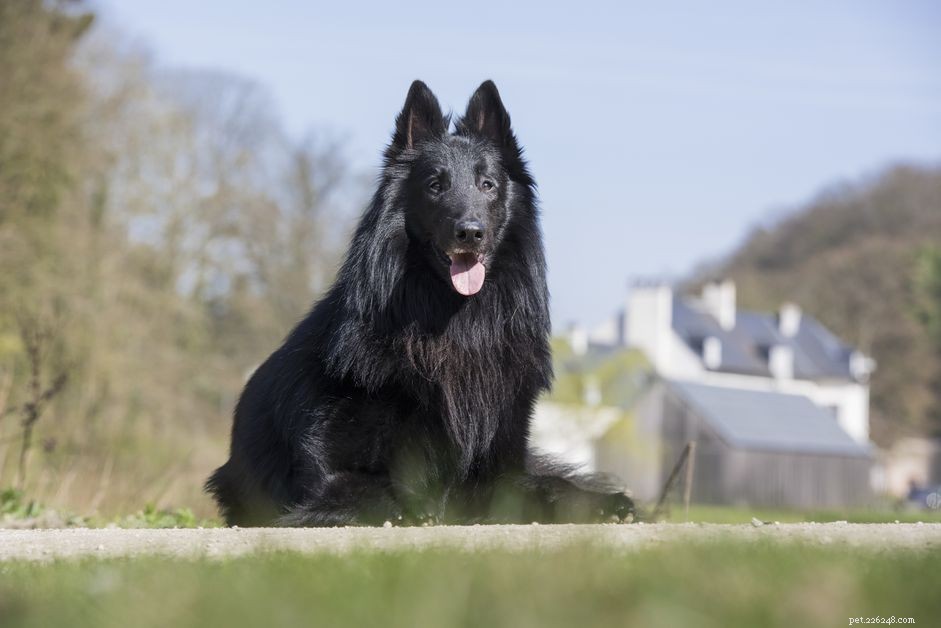 Top 10 Black‑Coated Dog Breeds: Style, Personality, and Care