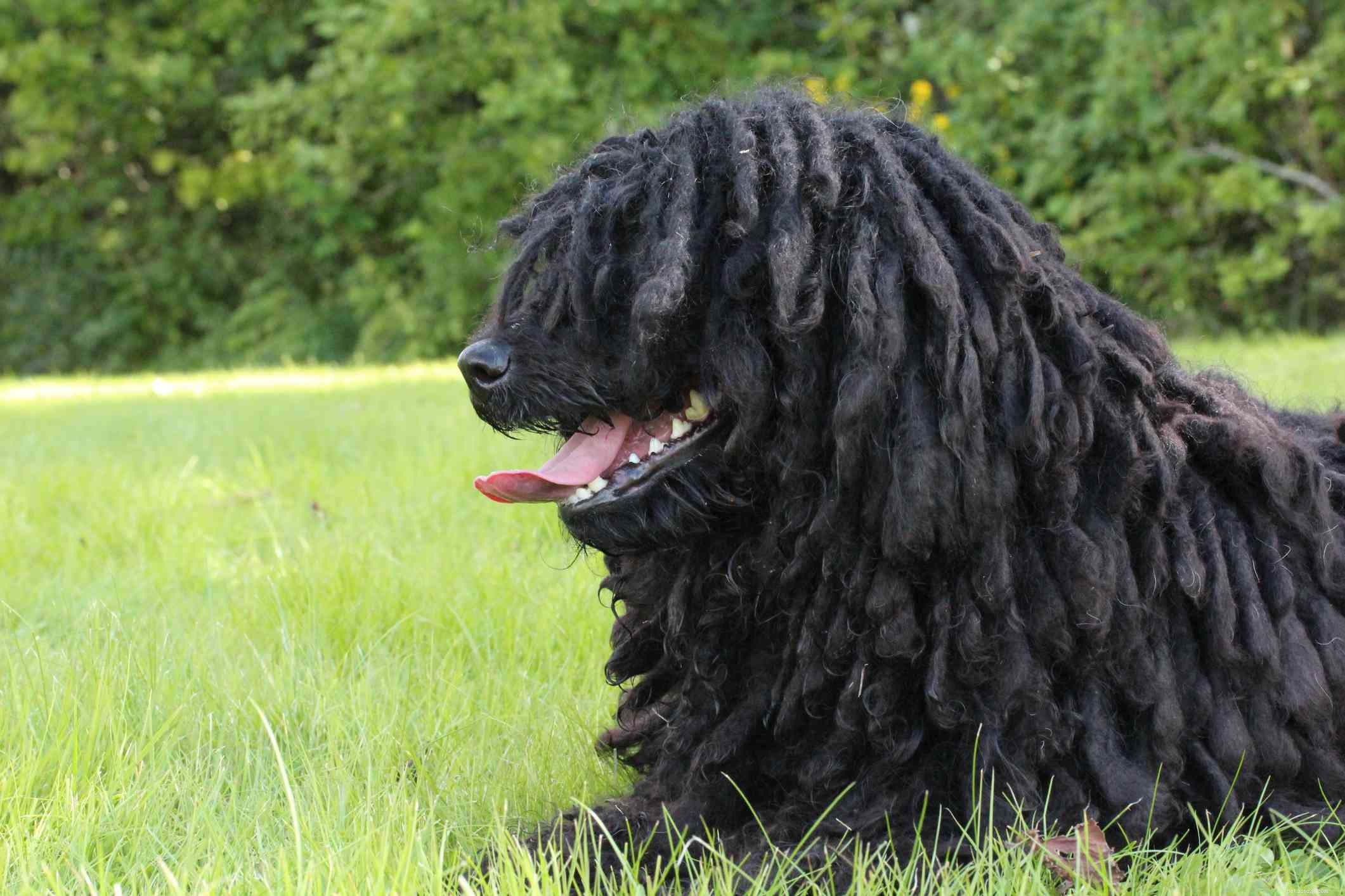 Top 10 Black‑Coated Dog Breeds: Style, Personality, and Care