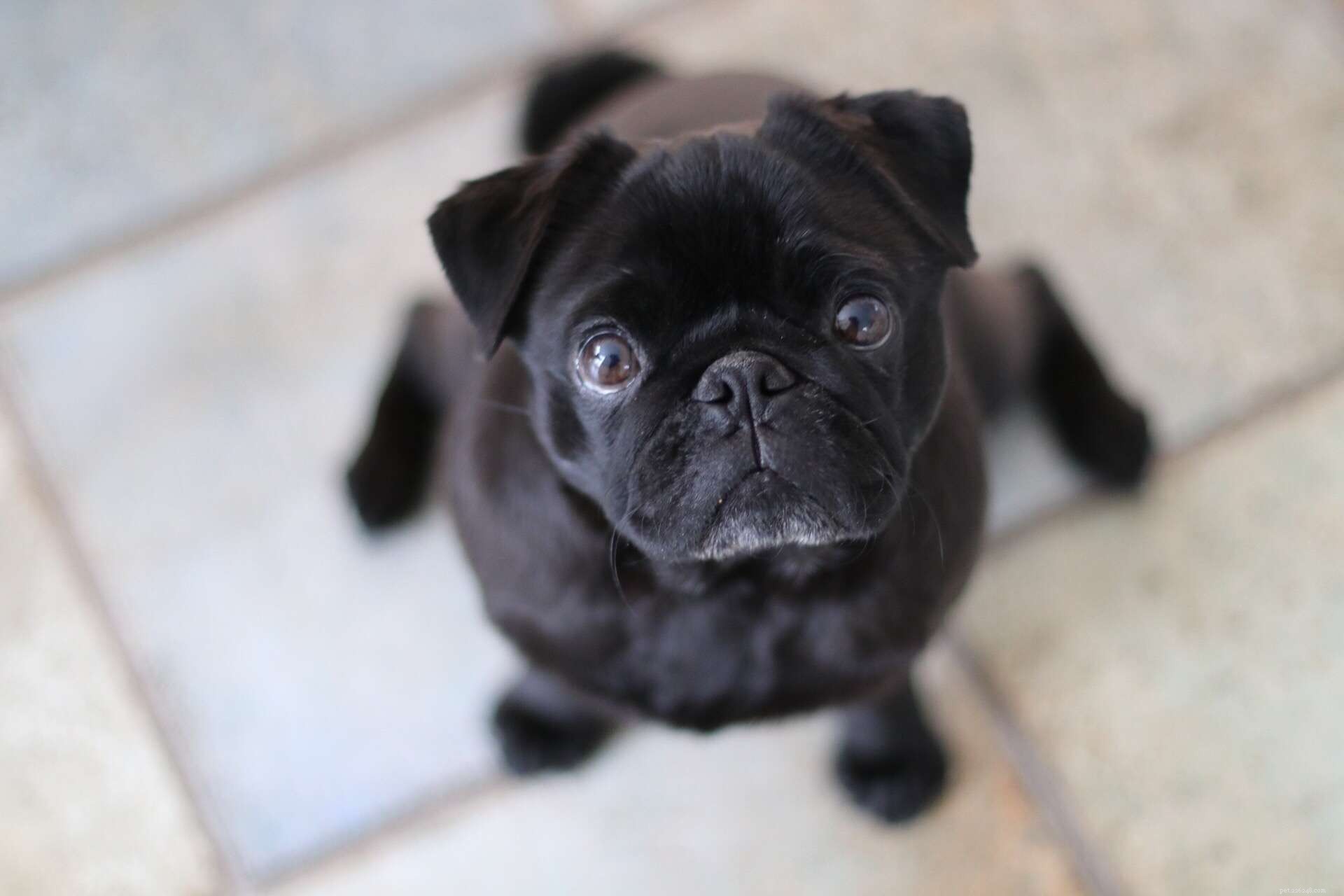 Top 10 Black‑Coated Dog Breeds: Style, Personality, and Care