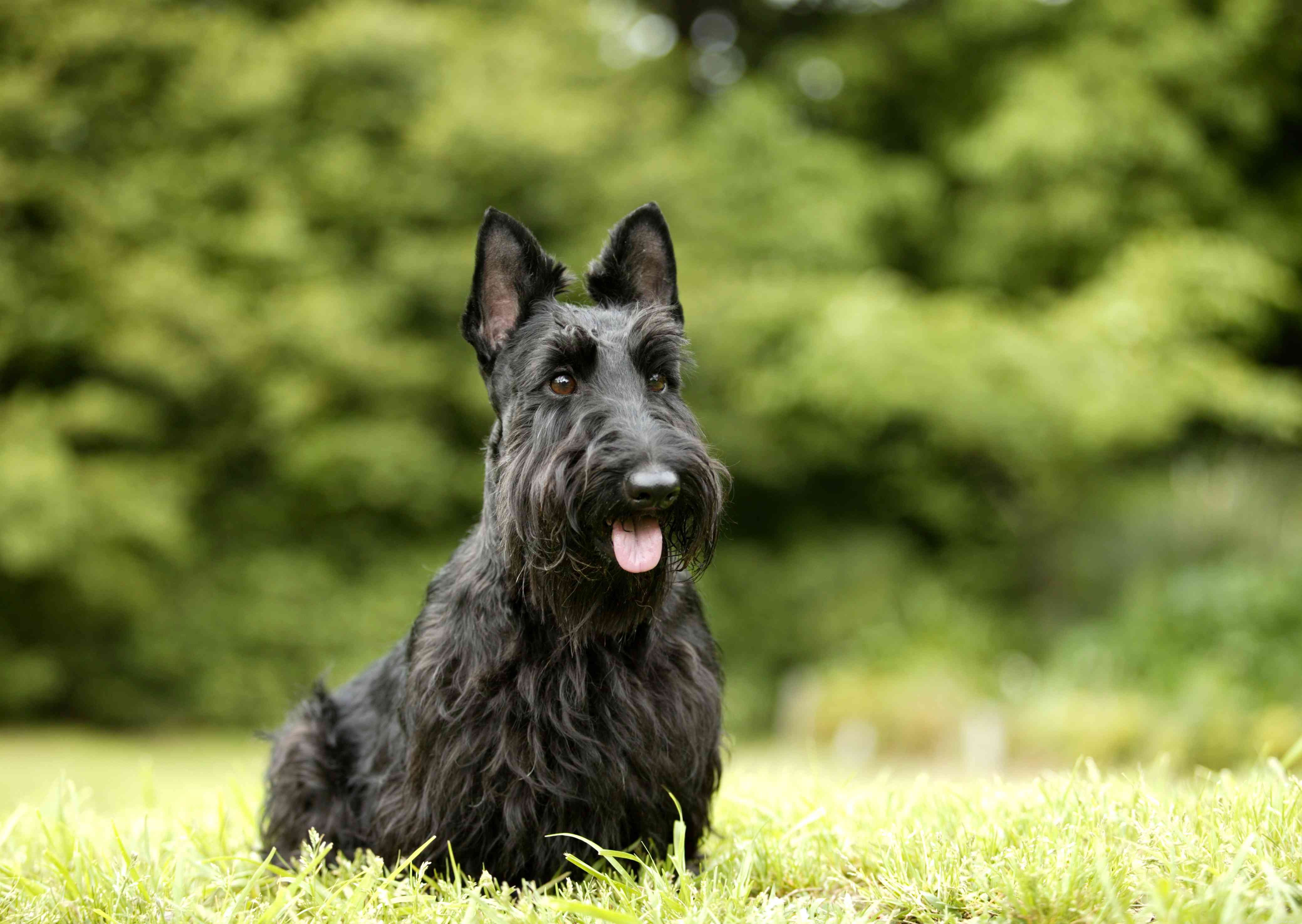 Top 10 Black‑Coated Dog Breeds: Style, Personality, and Care
