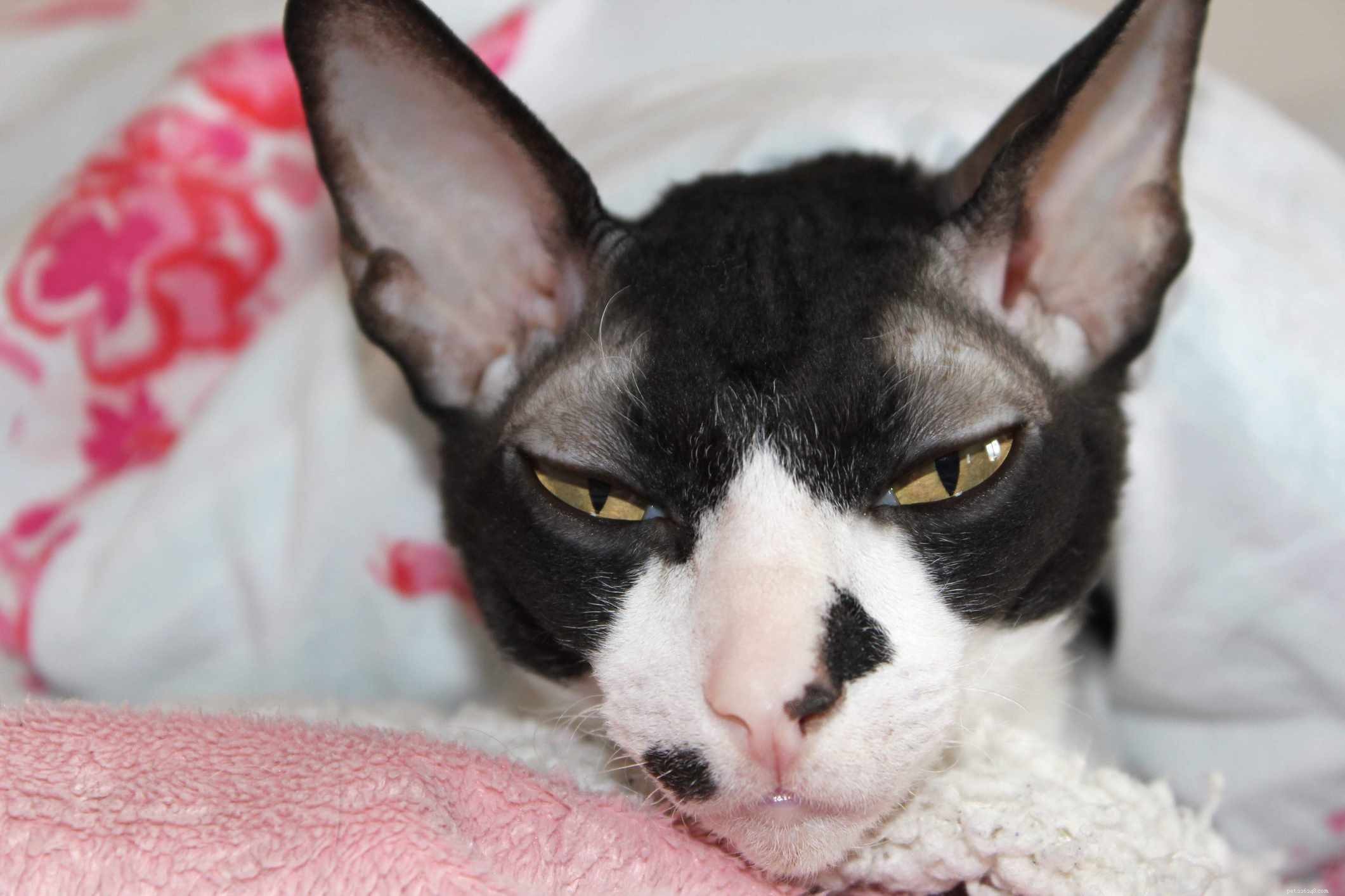 10 Popular Cat Breeds Featuring Classic Black and White Patterns