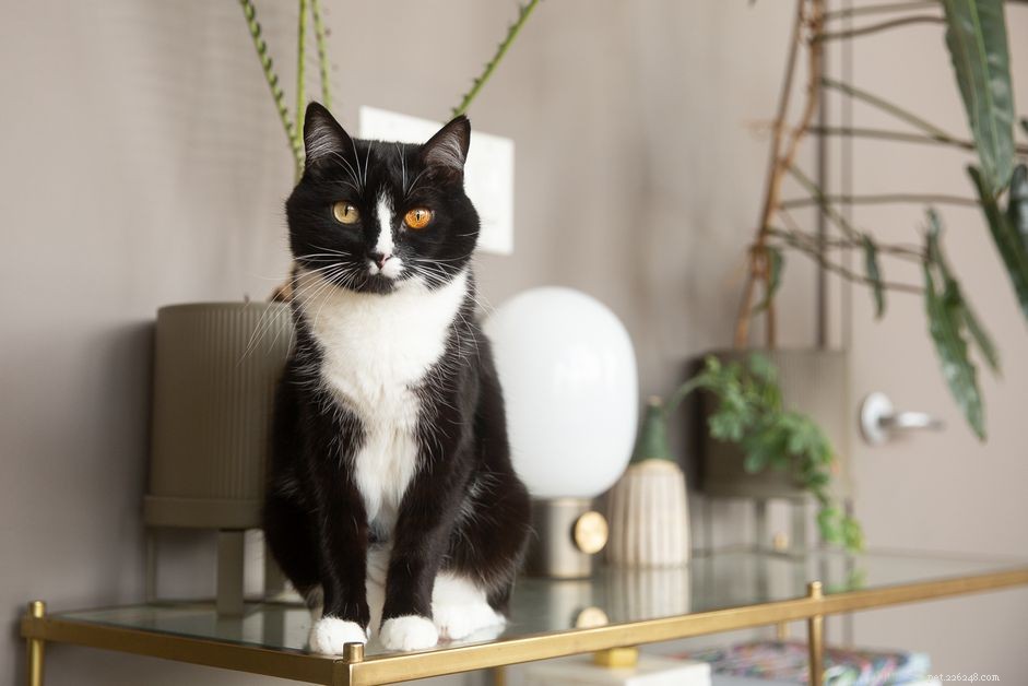 10 Popular Cat Breeds Featuring Classic Black and White Patterns