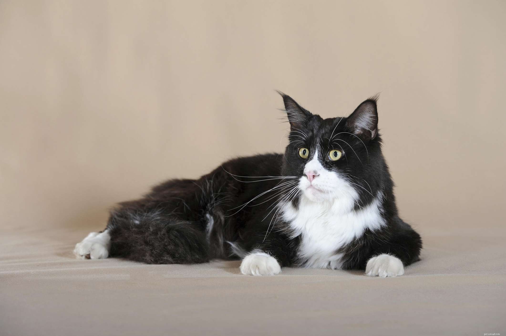 10 Popular Cat Breeds Featuring Classic Black and White Patterns