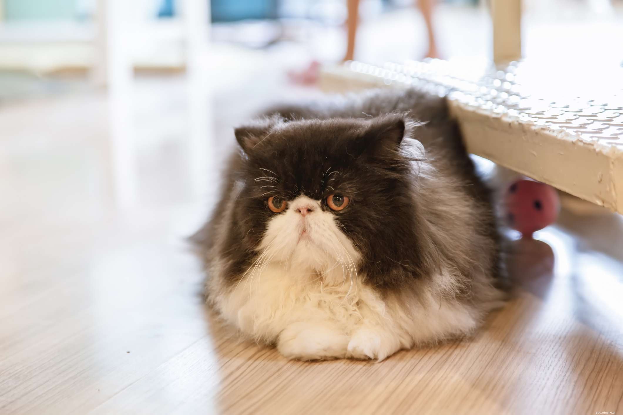 10 Popular Cat Breeds Featuring Classic Black and White Patterns